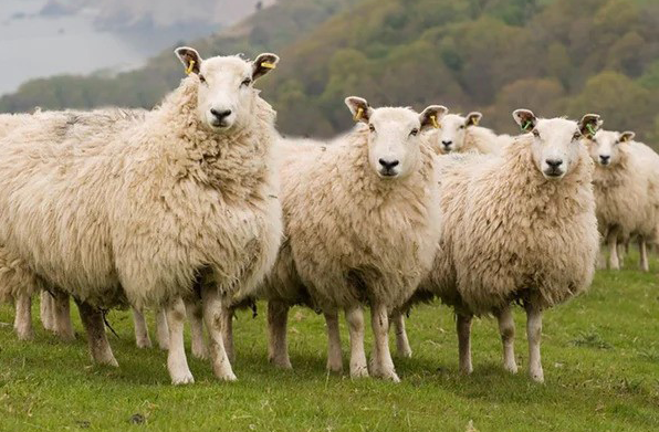 exmoor-blueface-sheep
